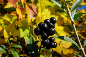 野生黑色浆果局部摄影图片